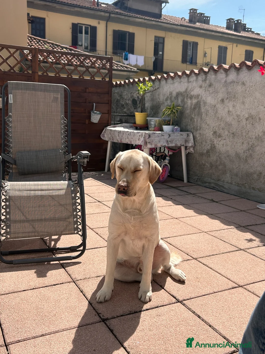 Labrador cani in regalo: Labrador  a Provincia del Verbano-Cusio-Ossola - Annuncio 2