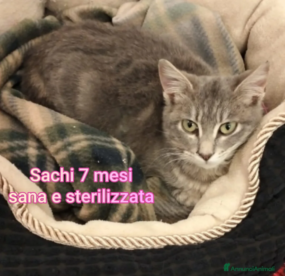 Altre razze gatti in regalo: TANTI MICINI SOLI! - Annuncio 10