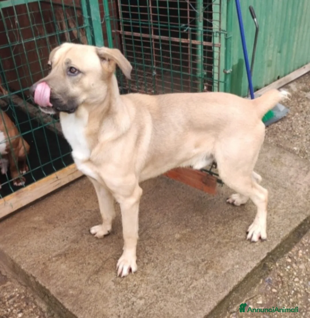 Meticcio cani in regalo: Cody 4anni salito cucciolo e rifiutato.MILANO SOS - Annuncio 2