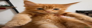 Maine Coon 2