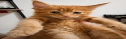 Maine Coon gatti in vendita: Cuccioli di maine coon rossi, neri, marroni  - Annuncio 4