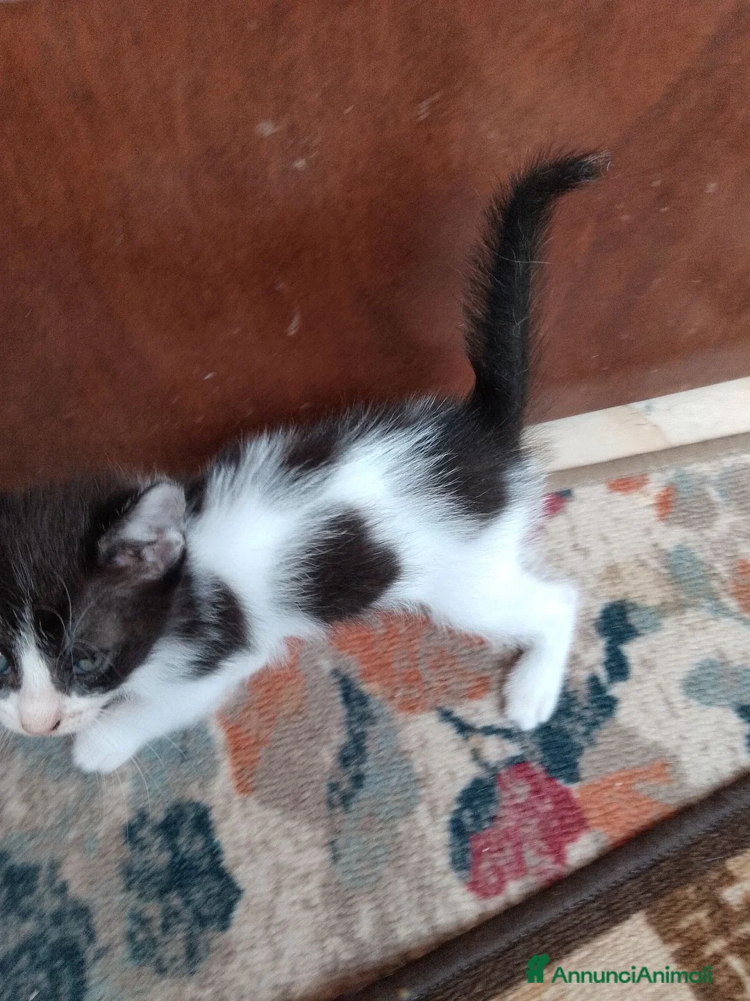 Europeo gatti in regalo: Gattino cerca famiglia  - Annuncio 7