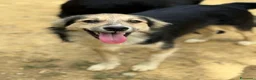 Meticcio cani in regalo: MILKYWAY, cucciolo tenerone! TG PICCOLA - Annuncio 7