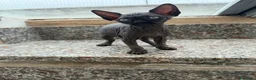Sphynx gatti in vendita: Gatti sphynx - Annuncio 5