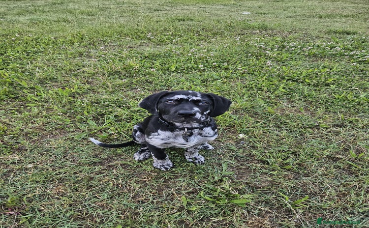 Meticcio cani a Città Metropolitana di Firenze - Annuncio 8