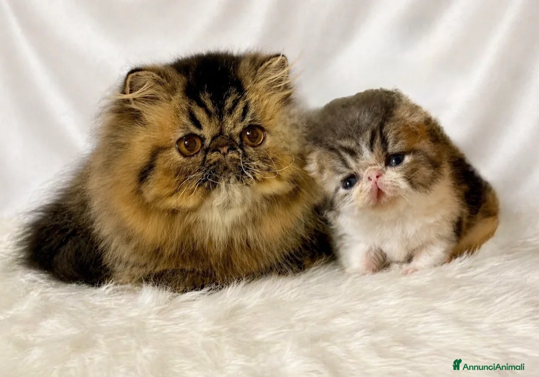 Exotic Shorthair gatti in vendita: Cucciola di exotic shorthair di alta genealogia - Annuncio 3
