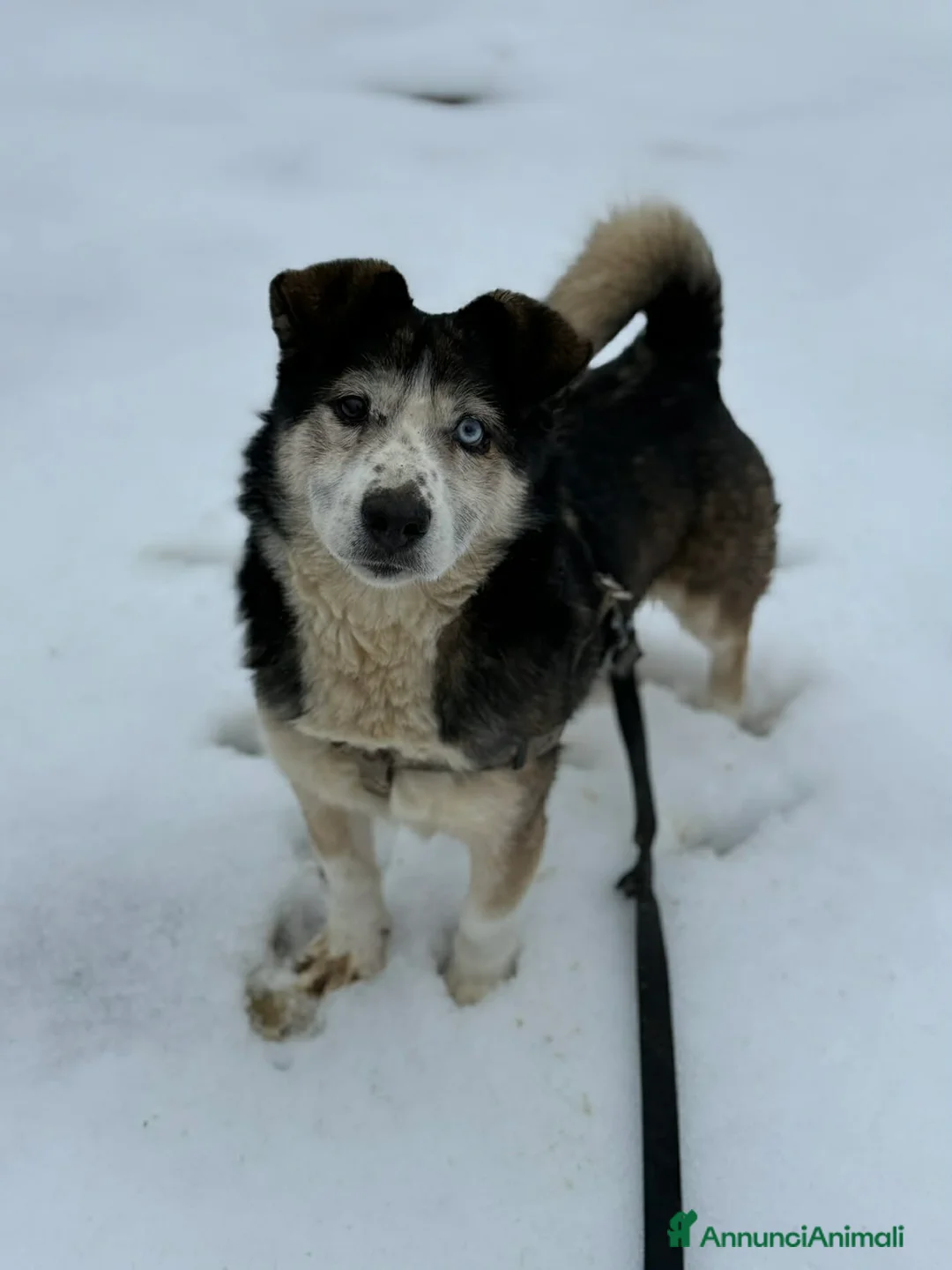 Meticcio cani in regalo: ODINO, taglia piccola SUPER COCCOLONE! - Annuncio 1