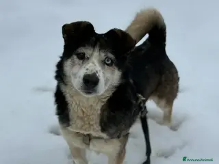Meticcio cani ODINO, taglia piccola SUPER COCCOLONE! - Annuncio 33