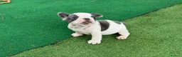 Bulldog Francese cani in vendita: Bulldog francese  - Annuncio 16