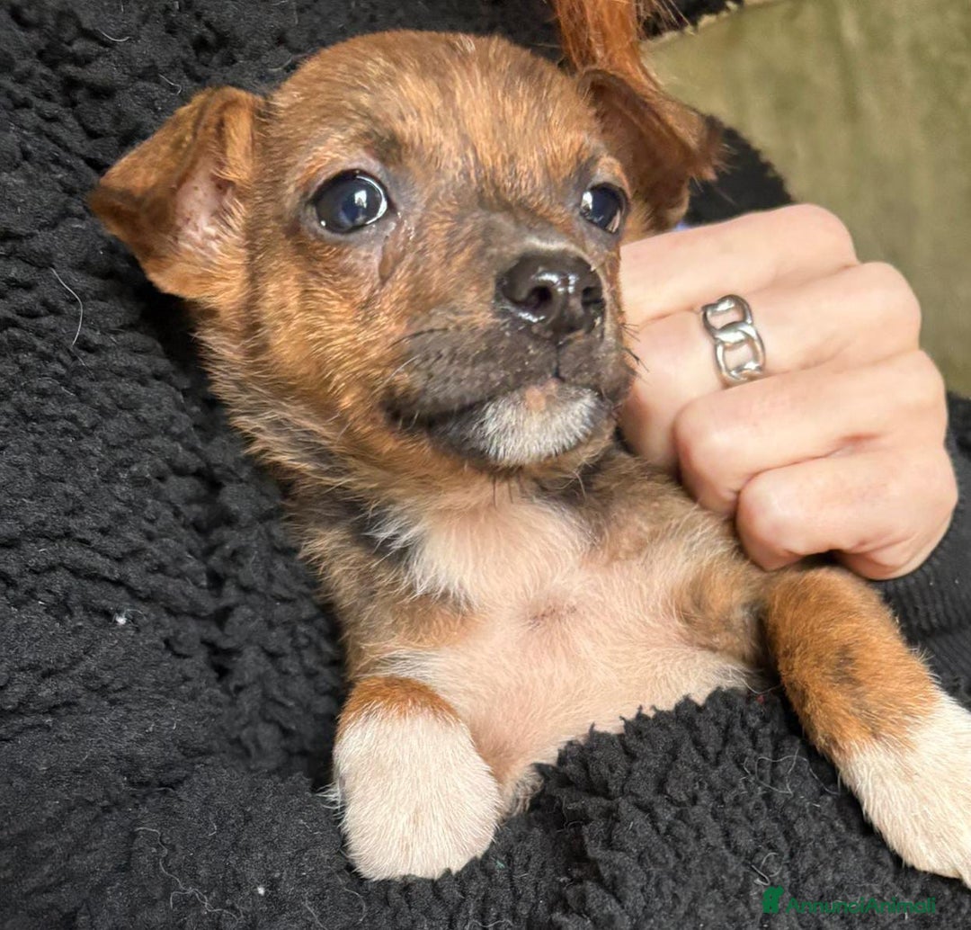 Meticcio cani in regalo: KIKO💙-cucciolo futura taglia media cerca casa🙏🏻 - Annuncio 3