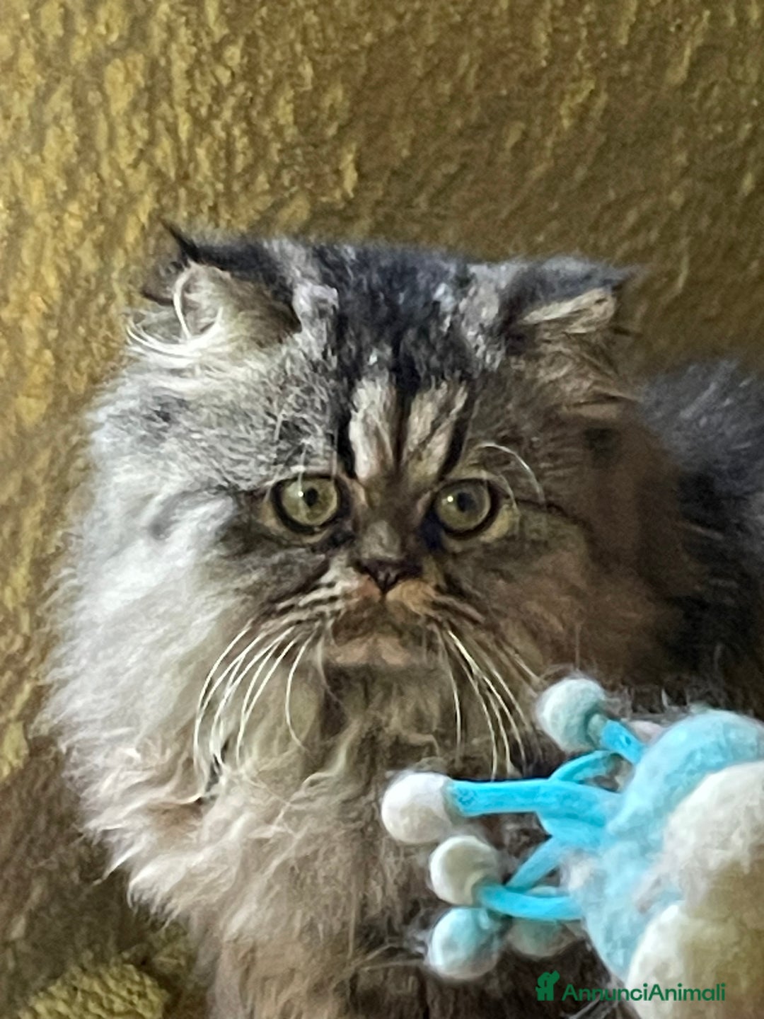 Persiano gatti in vendita: gatto persiano tabby con pedigree - Annuncio 11