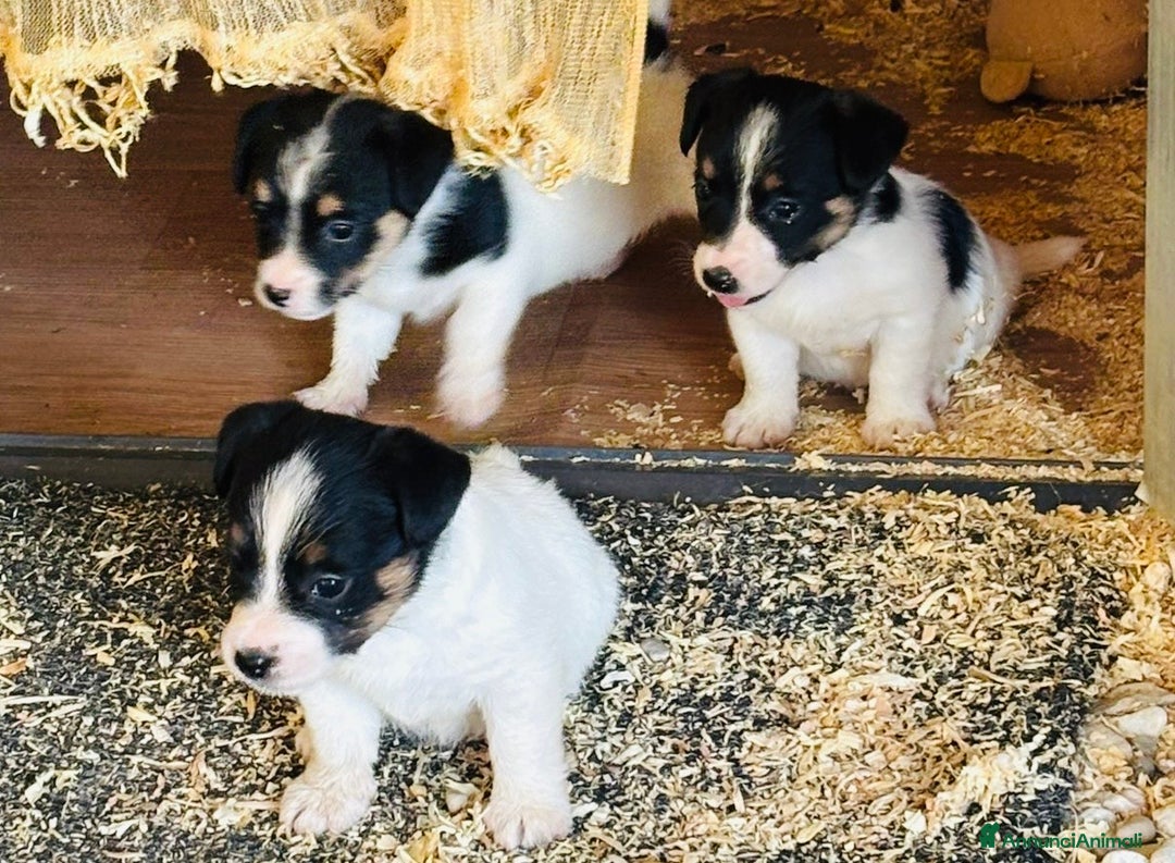 Jack Russell cani in vendita: Jack Russell pelo broken/ruvido a Calenzano - Immagine 10