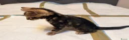 Bengala gatti in vendita: Vendita Cucciolo Bengala Murble - Annuncio 3