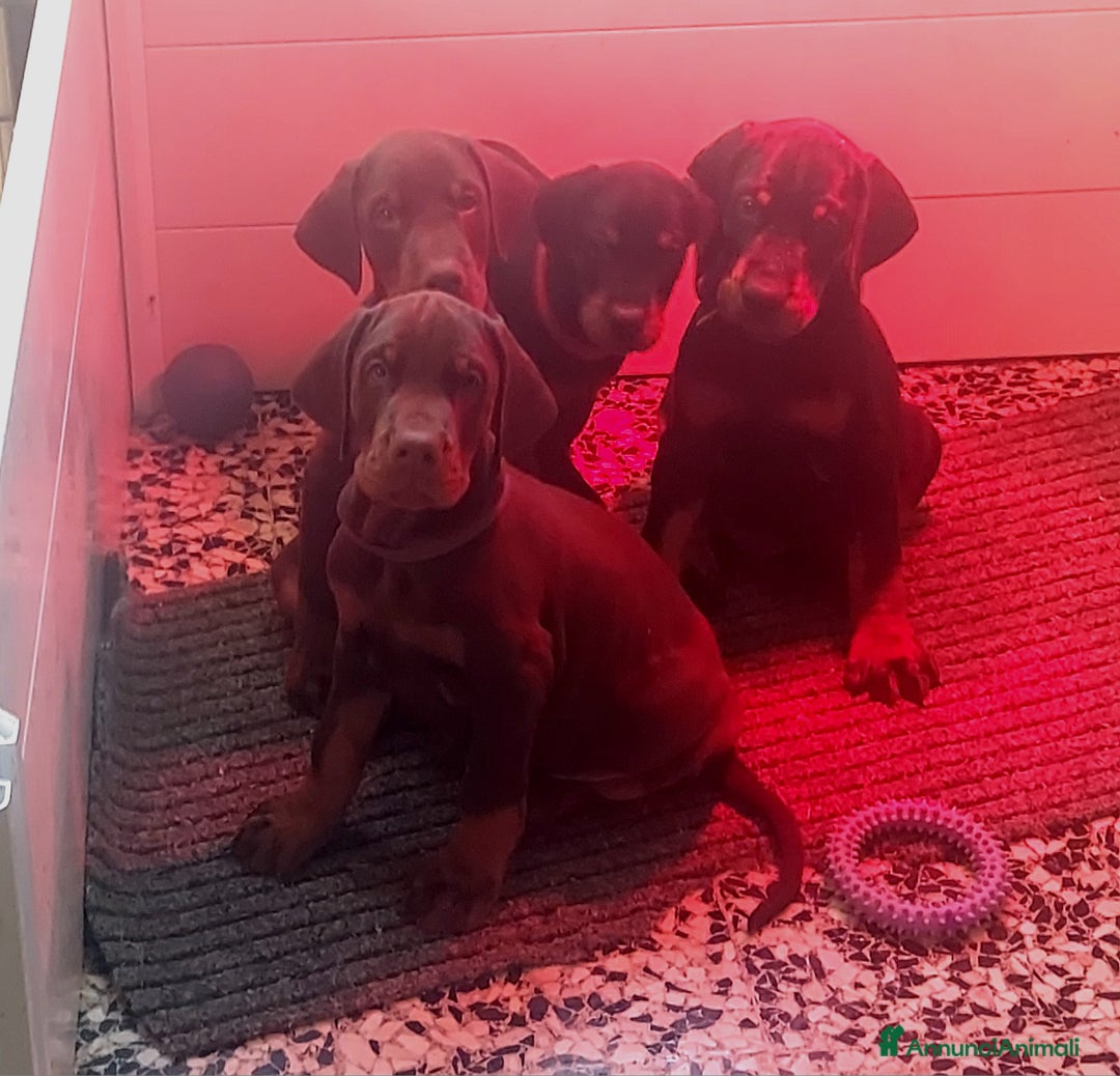 Dobermann cani in vendita: Cuccioli Dobermann  - Annuncio 1