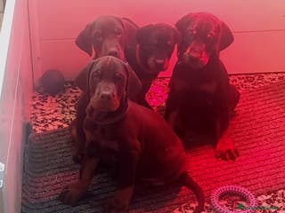Dobermann cani Cuccioli Dobermann - Annuncio 2