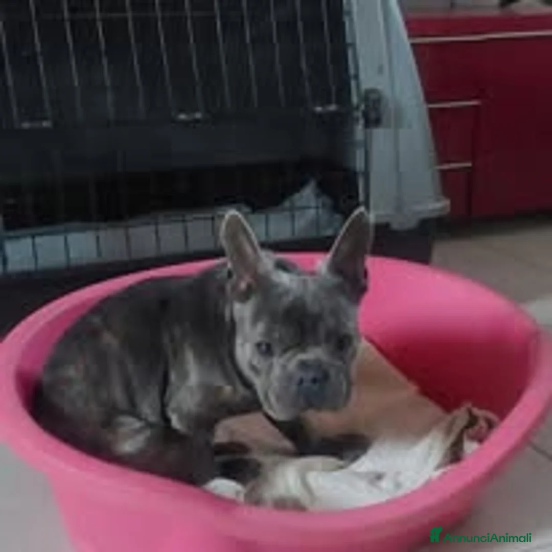 Bulldog Francese cani in regalo: Shamus Cerca Famiglia. Info Monica 3890238584 - Annuncio 3
