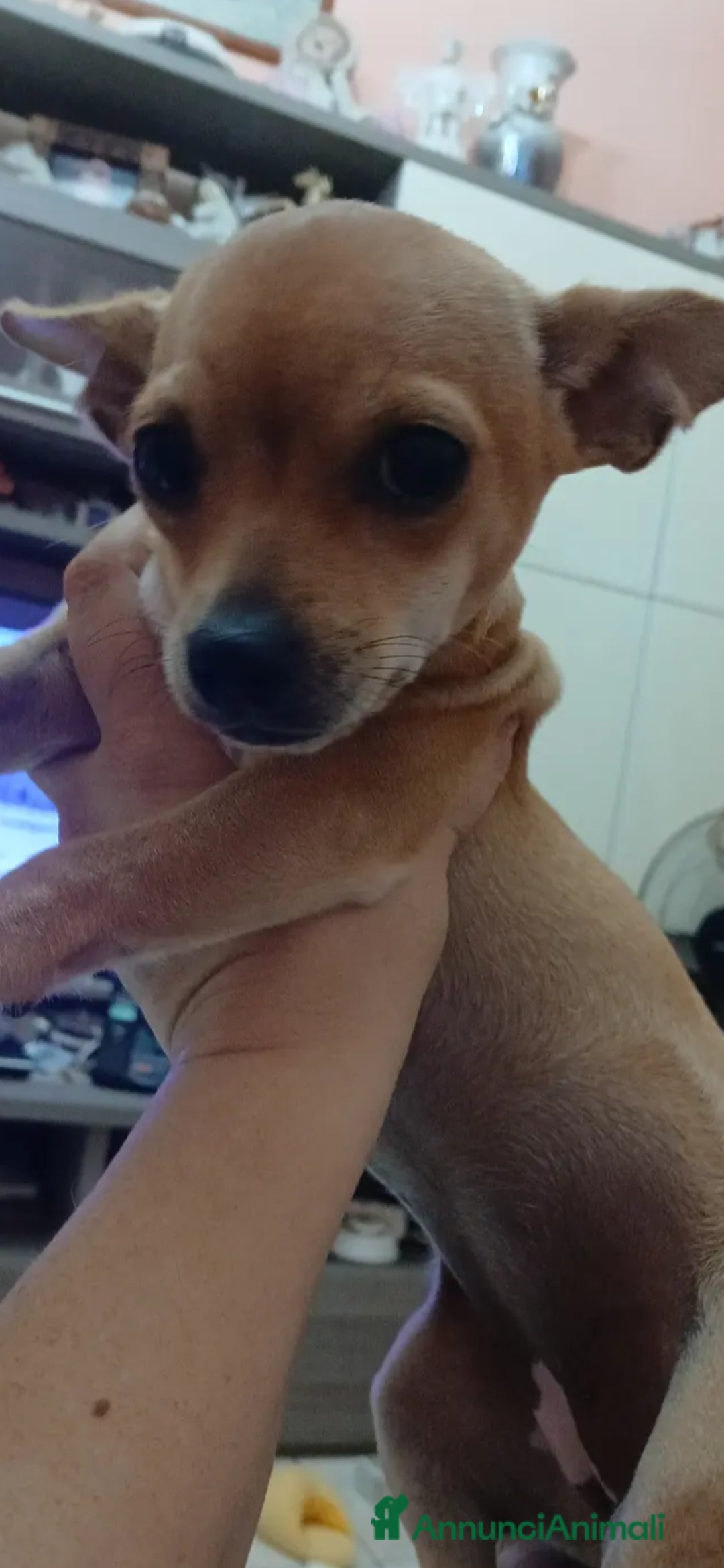 Chihuahua cani in vendita: Chihuahua cucciolini  bellissimi - Annuncio 10