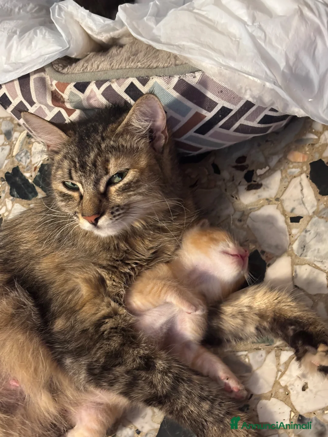 Meticcio gatti in regalo: Regalo 6 gattini - Annuncio 2