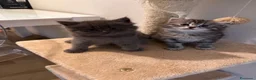 Siberiano gatti in vendita: Cuccioli di Siberiano ipoallergenico - Annuncio 8