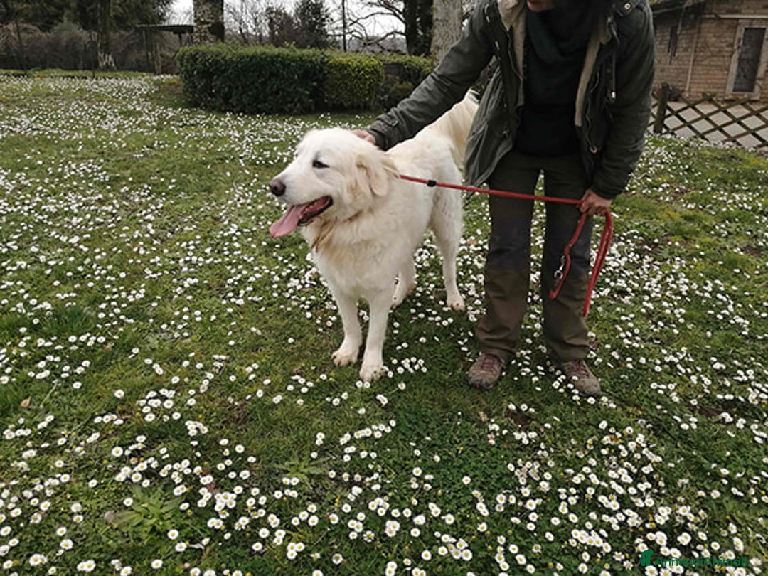Meticcio cani in regalo: BYRON STA CERCANDO LA SUA FAMIGLIA - Annuncio 3