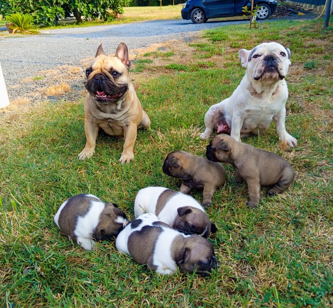 Bulldog Francese cani in vendita: Cucciole Bulldog Francese a Città metropolitana di Roma Capitale - Immagine 8