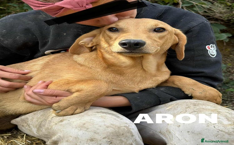 Meticcio cani ARON e ARES, i cuccioli dolcissimi INVISIBILI! - Annuncio 9