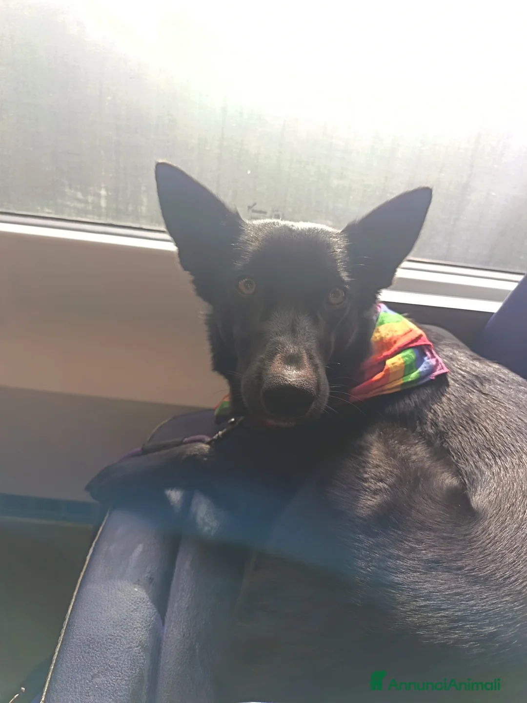 Pastore della Lessinia e del Lagorai cani per accoppiamento: Cerco LAGORAI MASCHIO per accoppiamento a Provincia di Rimini - Annuncio 3