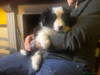 Border Collie cani Border collie cuccioli con pedigree - Annuncio 7