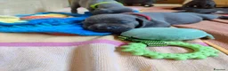 Weimaraner cani in vendita: Weimaraner blu - Annuncio 16