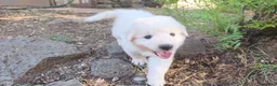 Pastore Abbruzzese Maremmano cani in vendita: Cuccioli di Pastore Maremmano con Pedigree a Città metropolitana di Roma Capitale - Annuncio 3