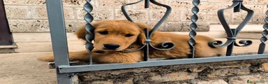 Golden Retriever 3