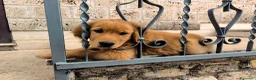 Golden Retriever cani in vendita: Golden Retriever Americani 100% - Annuncio 4