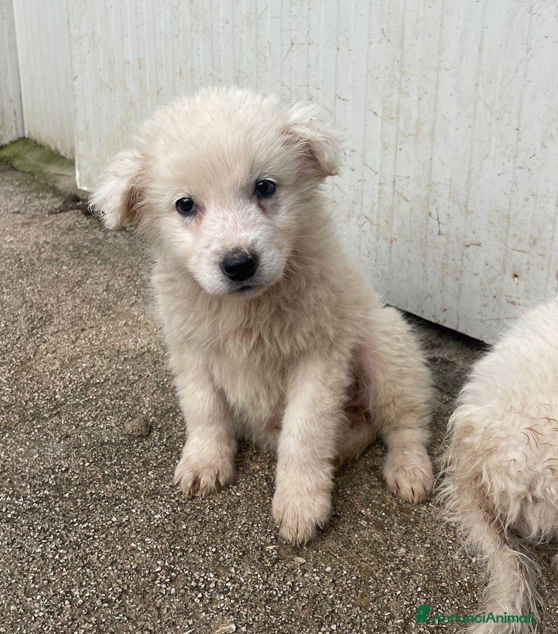 Meticcio cani CI ADOTTI? - Annuncio 10