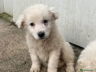 Meticcio cani CI ADOTTI? - Annuncio 10