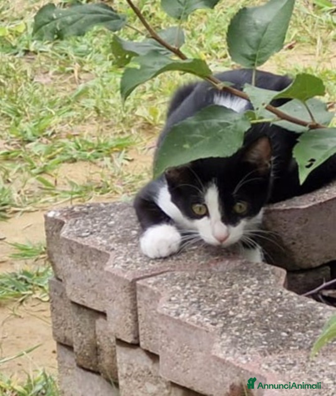 Europeo gatti in regalo: Micina 4mesi e 1/2 URGENTE ADOZIONE.VOGHERA PV - Annuncio 2