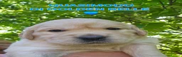 Golden Retriever cani in vendita: CUCCIOLI GOLDEN RETRIEVER  - Annuncio 38