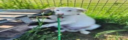 Pastore Maremmano cani in regalo: Romolo e Remo splendidi cuccioli taglia grande  a Città metropolitana di Milano - Annuncio 3