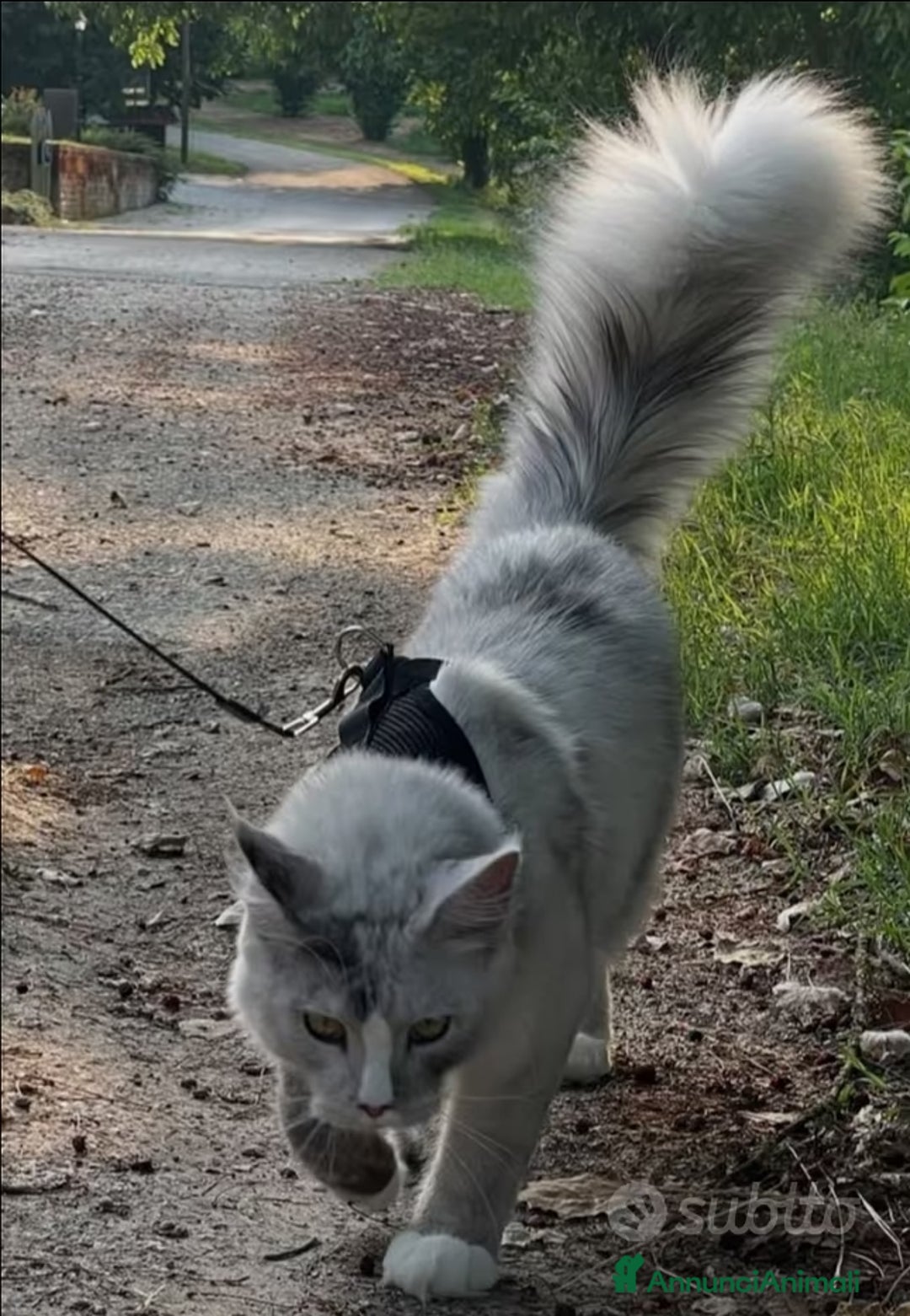 Maine Coon gatti per accoppiamento: Maine coon white-silver per monta - Annuncio 3