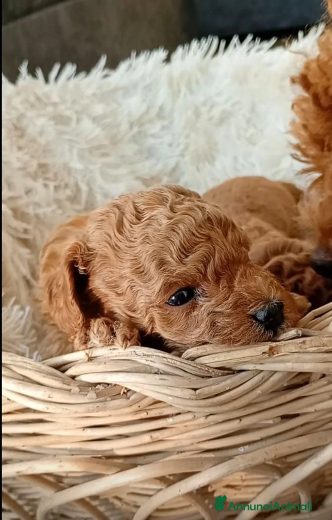 Barboncino Toy cani in vendita: Barboncini tipo Toy red - Annuncio 4