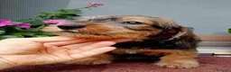 Bassotto cani in vendita: Bassotto pelo duro nano con pedigree  - Annuncio 4