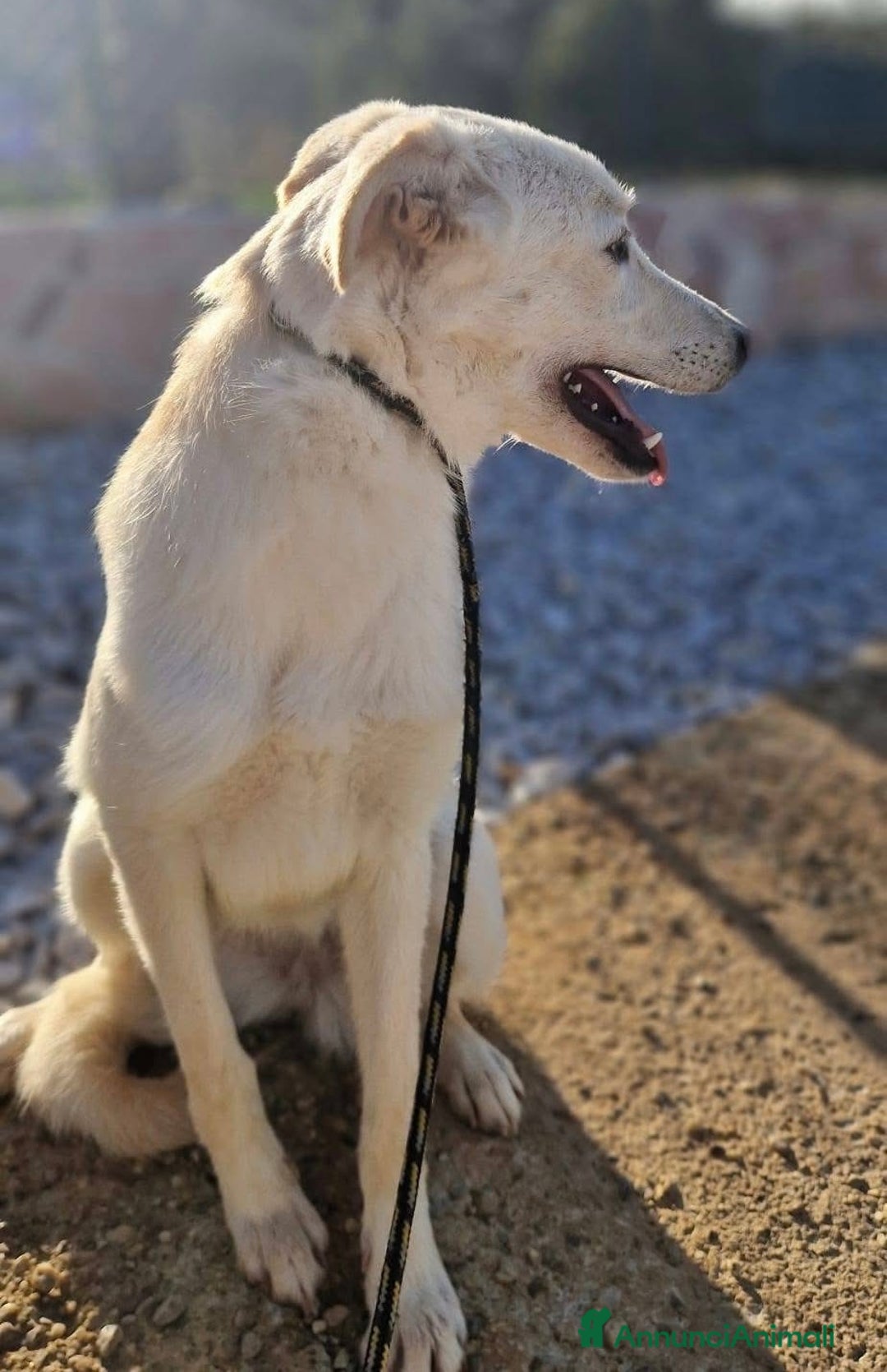 Meticcio cani in regalo: Aisha 5 mesi tg media aspetta una famiglia - Annuncio 3