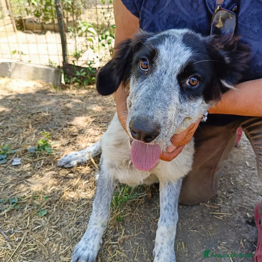 Meticcio cani in regalo: BERNA  a Provincia di Avellino - Annuncio 4