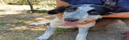 Meticcio cani in regalo: BERNA  a Provincia di Avellino - Annuncio 4