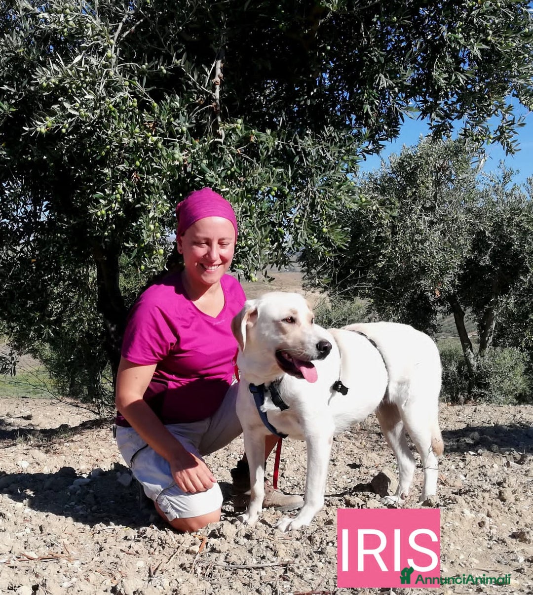 Altre razze cani in regalo: IRIS E DOMINIK - Annuncio 5