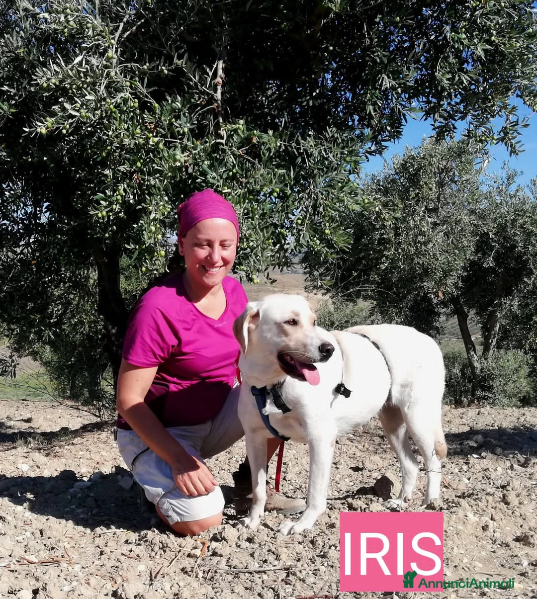 Altre razze cani in regalo: IRIS E DOMINIK - Annuncio 5