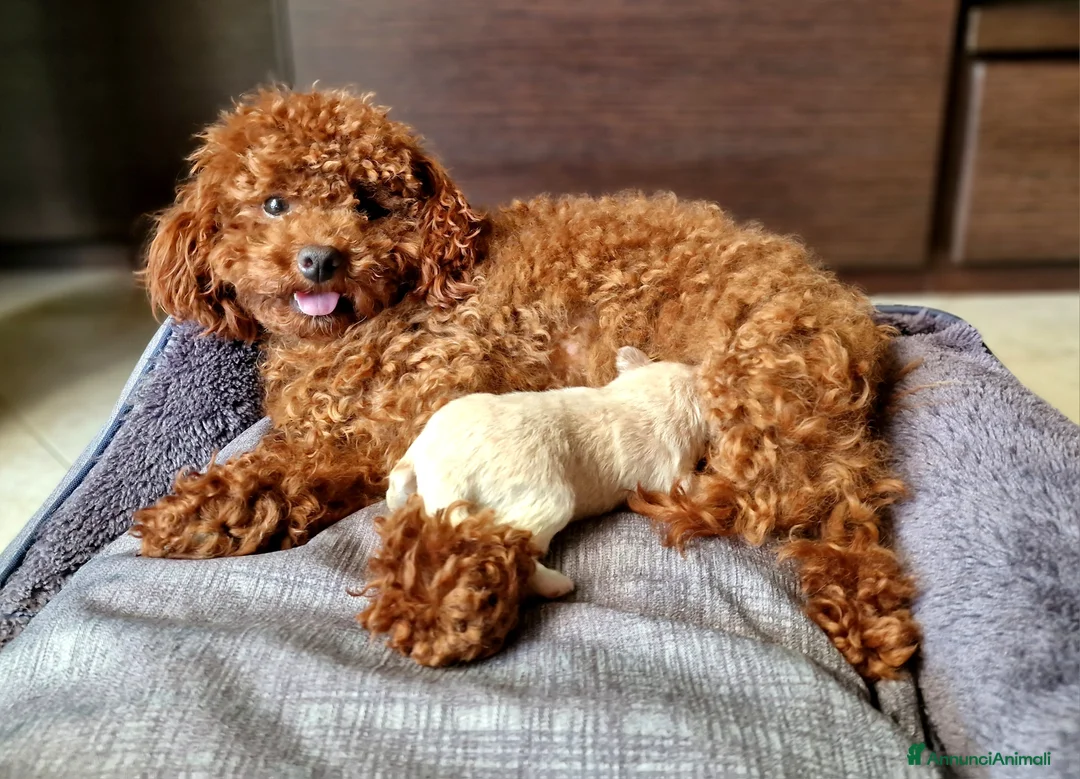 Meticcio cani in vendita: Maltipoo - Annuncio 7