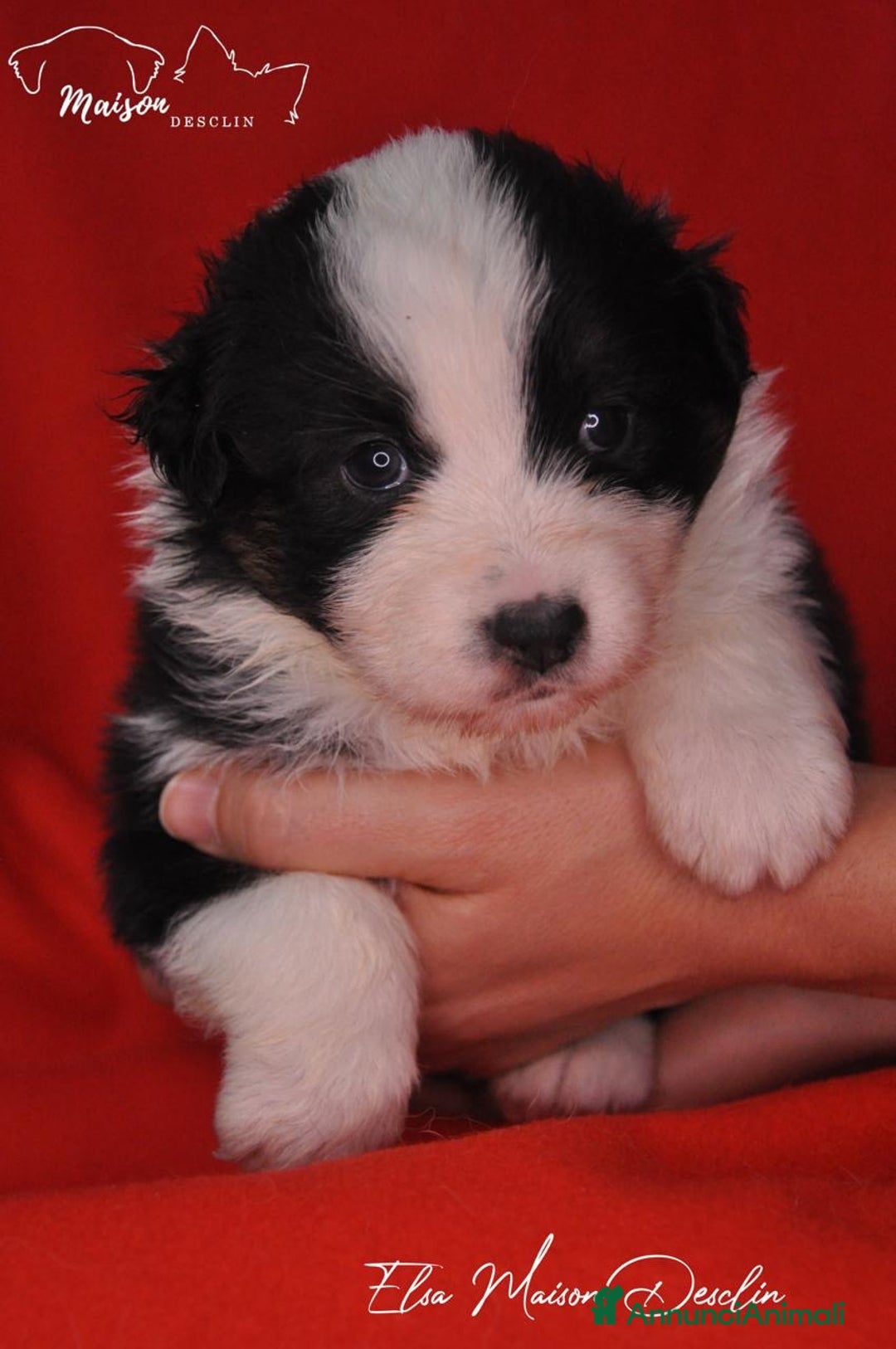 Australian Shepherd cani in vendita: Cuccioli Australian Shepherd - Annuncio 2