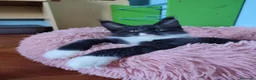 Maine Coon gatti in vendita: Dolcissimo gattino Maine Coon con pedigree - Annuncio 3