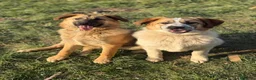 Pastore Tedesco cani in regalo: ANNIE, cucciola mix PASTORE TEDESCO! Dolcissima - Annuncio 4