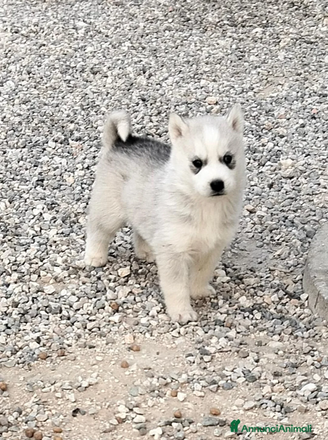 Husky cani in vendita: Cuccioli di siberian husky  - Annuncio 1